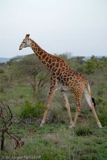 Giraffe (16 von 94).jpg